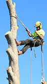 Planting & Tree Removal