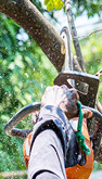 Tree Trimming
