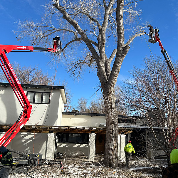 Our Family Tree Service Platform Spider Lift