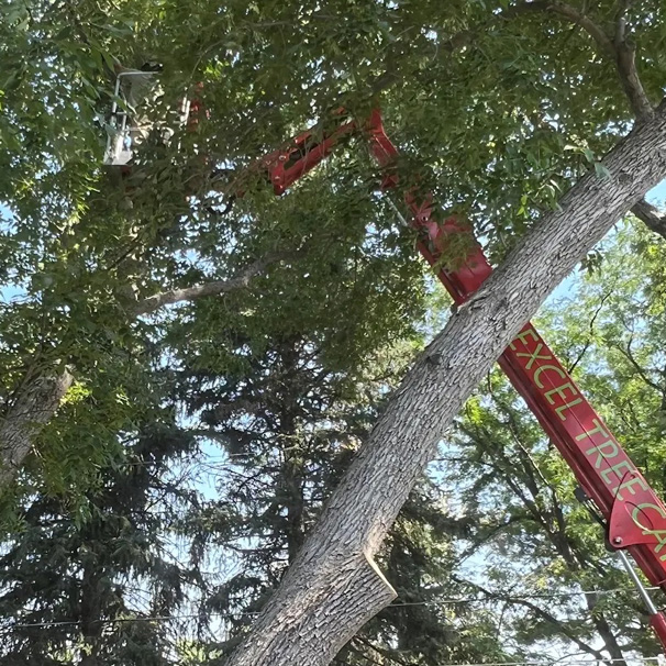 Our Family Tree Service Platform Spider Lift